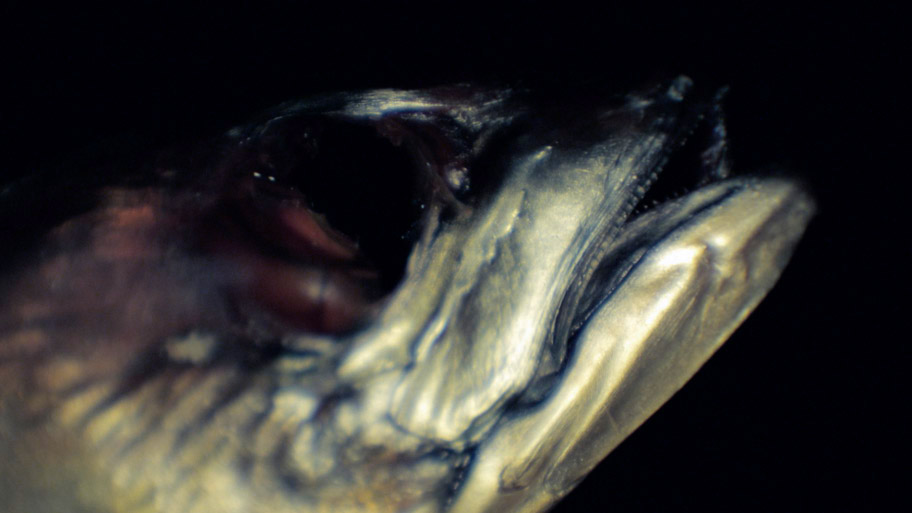 i woke up before i went to sleep